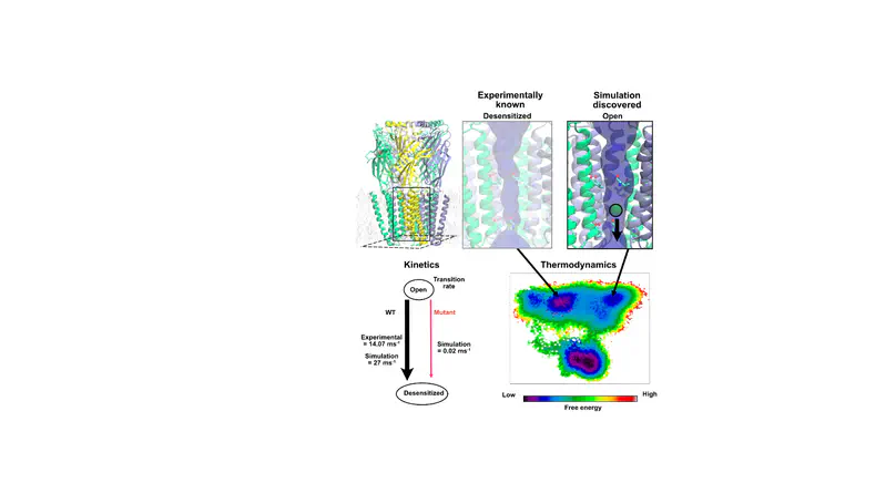 Adaptive sampling-based structural prediction reveals opening of a GABAA receptor through the αβ interface