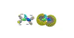 The structures of secretory and dimeric immunoglobulin A