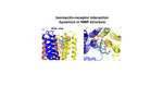 Structural Elucidation of Ivermectin Binding to α7nAChR and the Induced Channel Desensitization