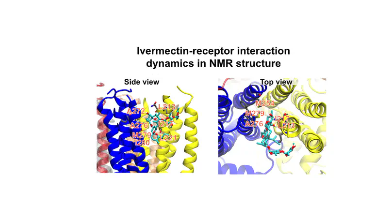 Structural Elucidation of Ivermectin Binding to α7nAChR and the Induced Channel Desensitization