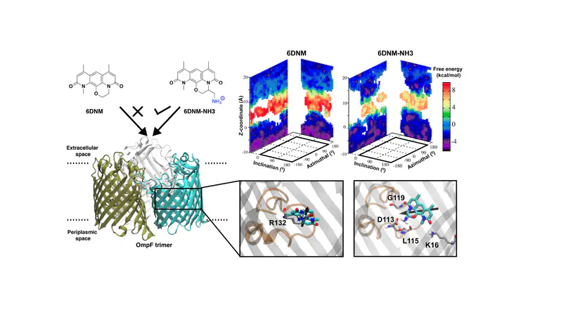 Rationalizing the generation of broad spectrum antibiotics with the addition of a positive charge