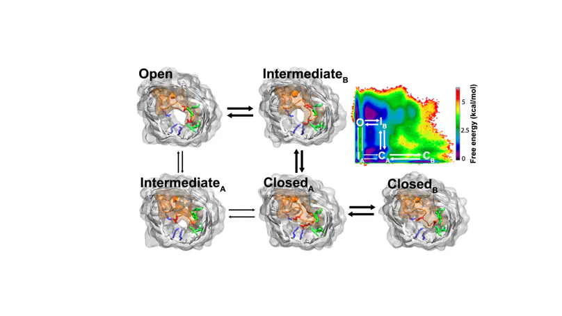 Role of internal loop dynamics in antibiotic permeability of outer membrane porins