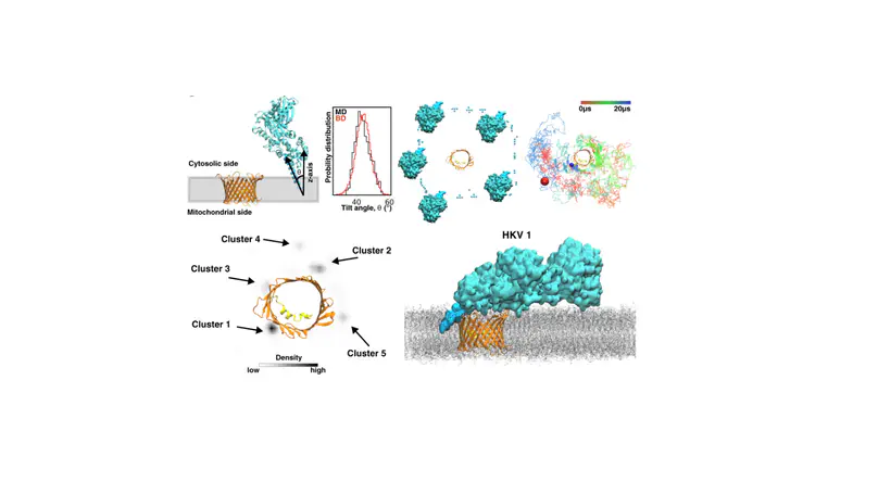 Structural basis of complex formation between mitochondrial anion channel VDAC1 and Hexokinase-II